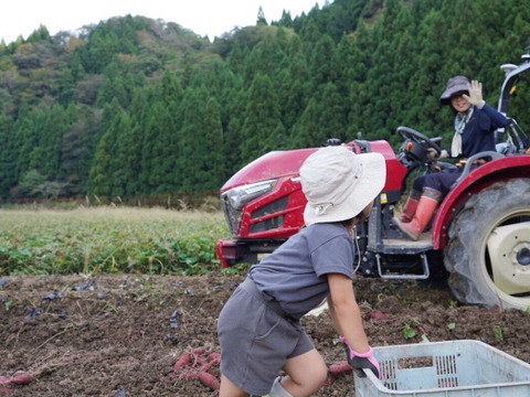 【食べチョクinstagramで紹介されました！】シルクスイート５ｋｇ(箱入)　10月以降～発送予定！　熟成期間１ヶ月超！　さつまいも！ 特別栽培品！