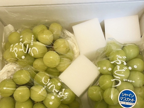 【ご自宅用】朝採りシャインマスカット約2kg（小粒・粒不揃いなど）