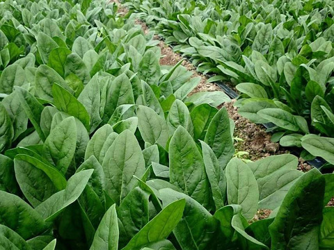 血をサラサラにしよう！新鮮ほうれん草