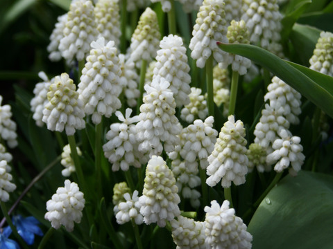 可愛らしいムスカリ白６球 透明クリアカップ入(小石付）
【期間限定】