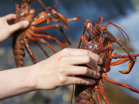 高評価！ 🦞生誕10年物🦞】【ギフト対応】綺麗な高知の海で育った伊勢海老 魚介