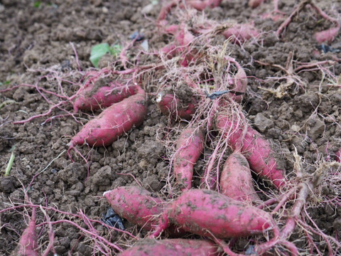 【SS~Sサイズ】ころころの紅あずま７ｋｇ(土付き：箱入)　熟成期間１ヶ月超！　さつまいも！