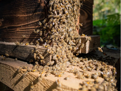 【希少品】日本蜜蜂のこだわり巣蜜『極味』と小瓶付