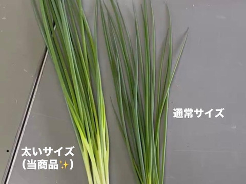 太く育てた！「小ねぎ 3kg」うどん屋さんなど…必見！