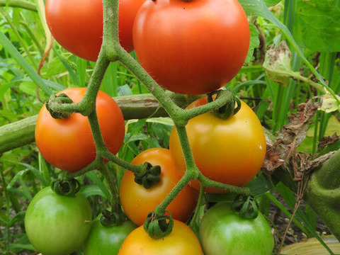 自然栽培 丹沢山麓の固定種・在来種野菜Lセット　80〜100サイズ9〜10品種農薬・化学肥料・動物性肥料は一切不使用 菌ちゃん農法