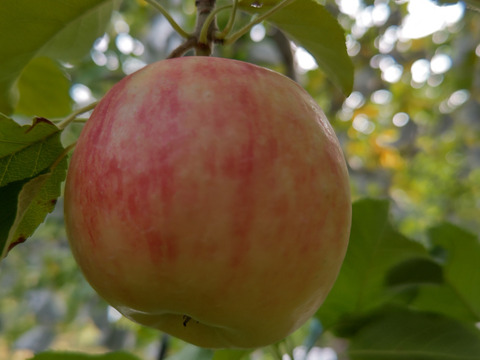 ※特別価格  まだ市場流通が多くありません    りんご(シナノドルチェ)５キロ