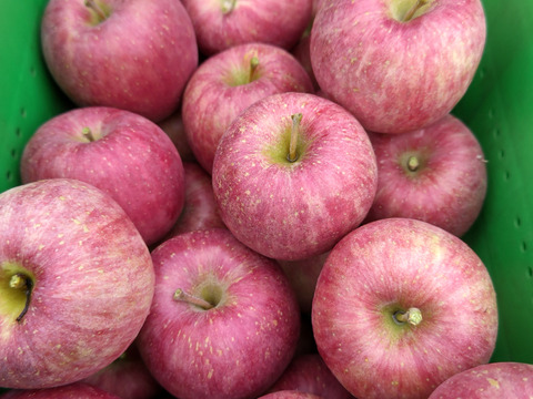 りんご(葉とらずサンふじ)  ５キロ