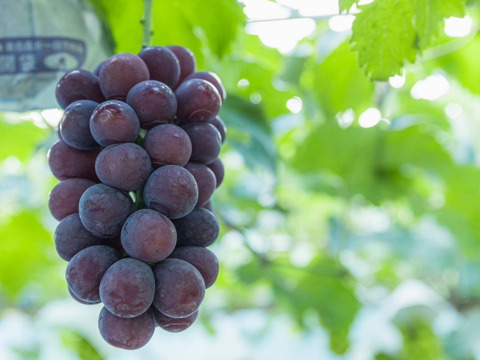 【芳醇な香り・あふれる果汁】おまかせ３房（シャインマスカット１房
とおまかせ２房）