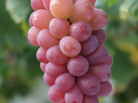 【夏ギフト】【贈答用】果汁たっぷり！希少品種スカーレット650ｇ✖２房