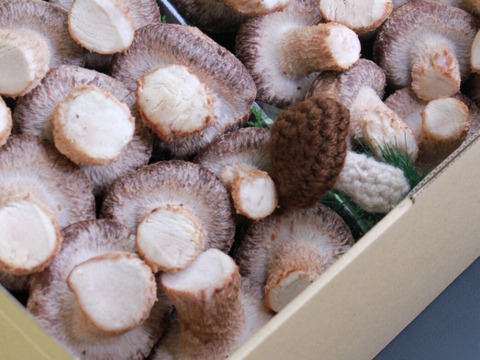 【夏ギフト】特別セット！東京福しいたけギフト用（300g×2パック＋しいたけマスコット・特別包装）