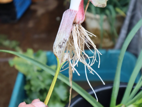 一番オススメのサイズです→ →予約増量【大好評(^^♪】グッと料理のグレードが上がる(^^ “葉ニンニク“  1000g→1050g  from 名水の里　神奈川県秦野市