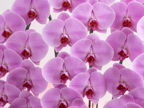 大輪胡蝶蘭 ピンク 5本立 75輪クラス| 開店・開業・移転・周年・送別・誕生日のお祝いなどに