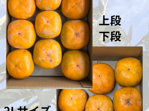 和歌山のあま柿☆平核無柿☆