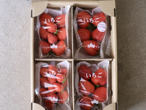 おまかせ / とっておき苺 / 約200g×4パック