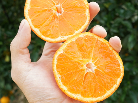 コクのある甘さ！　山下紅　（ご家庭用５㎏）