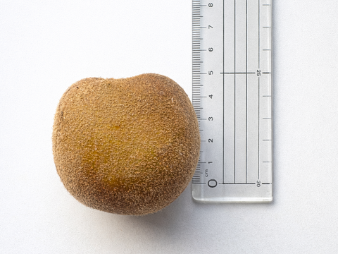 ご家庭用｜八女産アップルキウイ約3kg（30～35個）農薬・化学肥料不使用