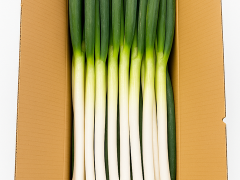 訳あり 長ねぎ 5kg 約35本 新潟県産 無選別【農家直送】農薬化学肥料不使用 家庭用 業務用 白ネギ