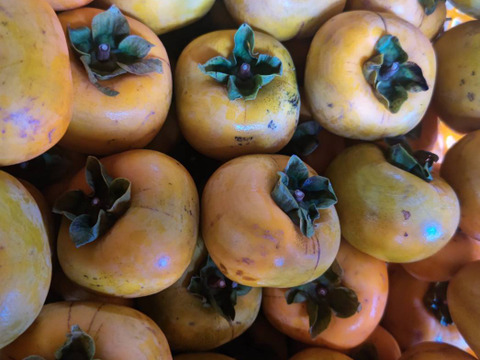 2箱分すぐ発送！完全農薬0栽培！　訳あり柿　渋抜き済み　箱込3.5キロ以上　安心安全な柿