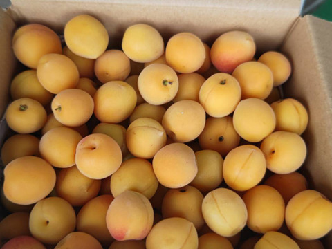 【数量限定】梅1.8kg　梅酒やシロップにも！