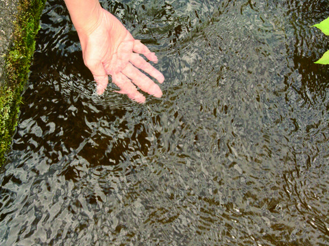 【産地直送！数量限定！！】みずみずしさそのまま！茹でたて うつぶさの筍 　（800g以上）