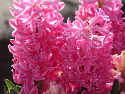 香り豊かなヒヤシンス桃２球 透明クリアカップ入（小石付）【期間限定】