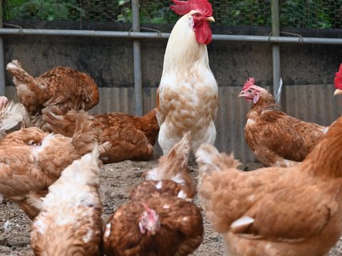 【平飼い・白身ぷるん！】ばあちゃんの昔たまご 佐賀県伊万里産 ごとうもみじ 40個