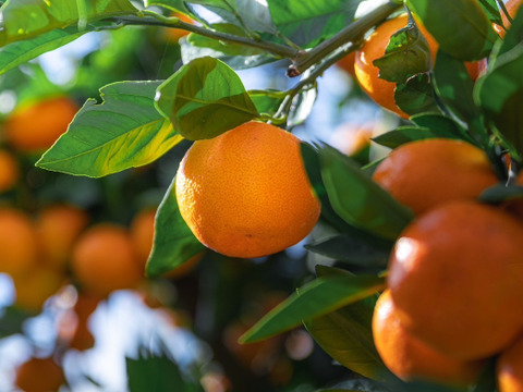 ［訳あり］美味さそのまんまみかん　5kg