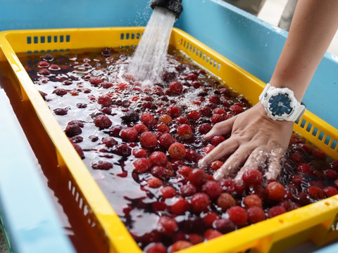 【収穫期限定】冷凍やまもも　秀（2kg）ヤマモモシロップづくりにぴったり！