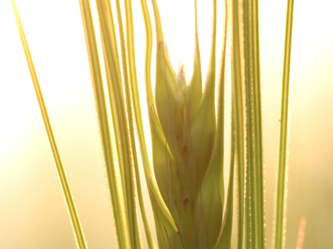 令和7年産　もちっプチっ食感が癖になる！岡山西大寺幸せもち麦（2kg（500ｇ×４））