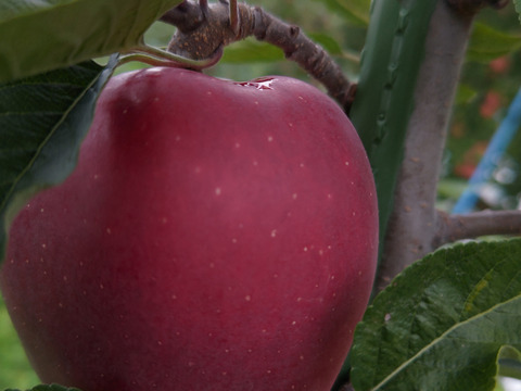 限定1箱 りんご スターキング 家庭用３キロ 青森県産の果物 食べチョク 産地直送 産直 お取り寄せ通販 農家 漁師から旬の食材を直送