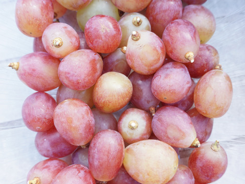 【沖縄・離島用】平井利右衛門の赤青ぶどう(スカーレット、雄宝/粒1.5kg)