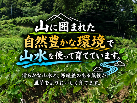 山形・山あい育ち！とろける「土垂」｜清水と寒暖差が育む里芋　1kg