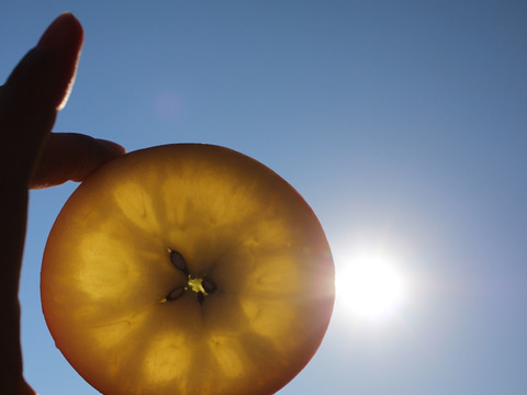 【予約開始】５個３０万円の高級リンゴ！限定５０セット！！大切な方へのギフトに最適！青森県弘前市のとんがり▲まさひろ林檎園から