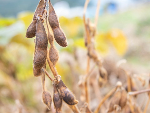 丹波産　自然栽培黒豆（1kg）