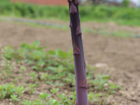 (PS)[有機JASパープルアスパラガス]ご家庭用特別価格Sサイズ(北海道)(春芽)