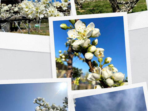 希少すももの王様【貴陽】
発祥の地からお送り致します！
高級プラム化粧箱入り2kg［9玉〜12玉］
〈自分へのご褒美や大切な方への贈り物はいかがですか〉