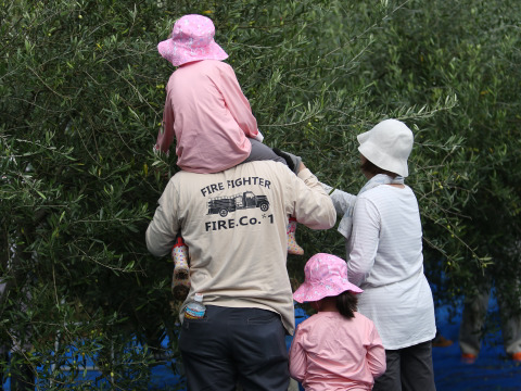 まさにノヴェッロ！　２０２５秋収穫　エキストラバージンオリーブオイル 100ml　Fontana di oliva オリーブの泉