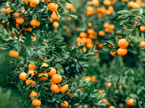 【貯蔵庫で熟成】完熟みかん　ご家庭用　箱込み5キロ