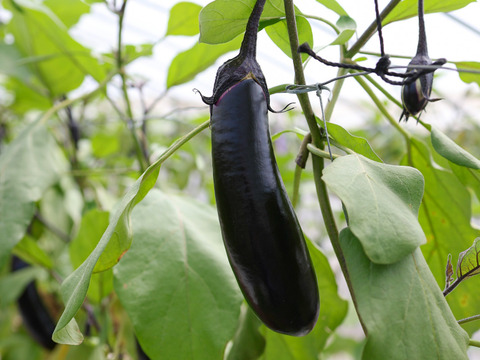 【金の土】大人気！熊本産ナス(5kg)【A品】《篤壌シリーズ》