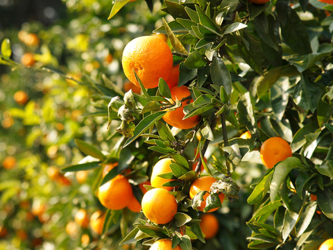 【冷凍ジュース、我が社のイチオシ】味と香りでストレス解消　クレメンティン完熟生絞り冷凍ジュース1000㎖