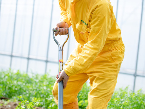 【関西テレビとれたてっ！】NHKあさイチ　テレビ朝日朝メシまで紹介　これパクチー？岡パクです（５００ｇ）少量タイプ