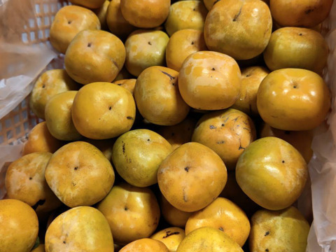 晩秋柿セット！柿約3キロ+お試しラフランス約3キロ