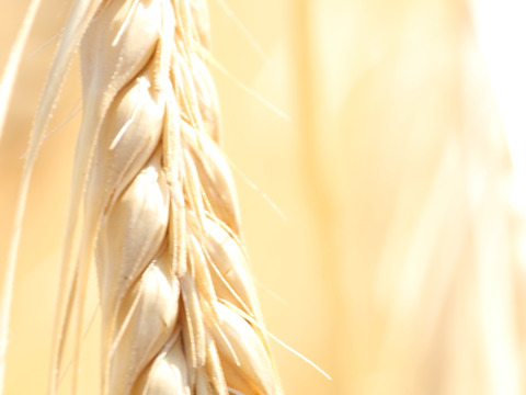 令和7年産　もちっプチっ食感が癖になる！岡山西大寺幸せもち麦400ｇ（200ｇ×２）