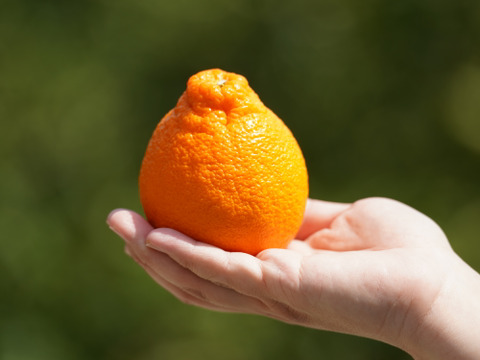 超完熟！超熟成！ハウス栽培不知火8〜12個