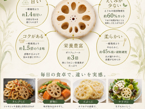 訳ありオーガニックれんこん2kg😁
甘味138％エグみ40％耕作放棄地を再生するサスティナブルな「幸せな蓮根」