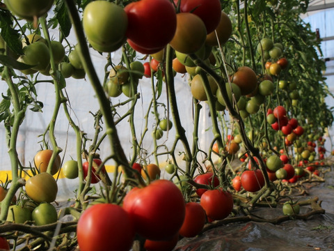 【規格外】【小キズあり】うま味成分たっぷり完熟トマト 今が旬です！ 2.5㎏程度