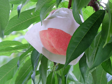 【早期予約特典】あら川の桃 品種おまかせ 小箱(5～7玉)