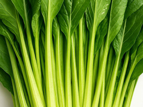 産地直送　朝どれ小松菜(3kg)