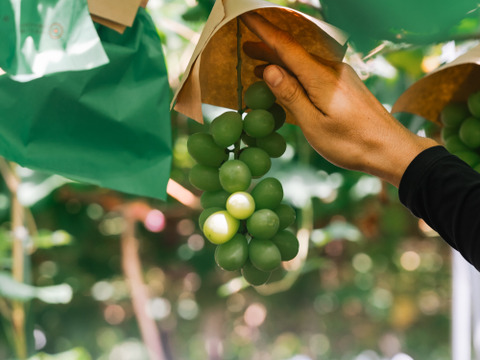 【超お得！】たっぷり味わう贅沢時間！『シャインマスカット』（ご家庭用３～５房/合計約１.５kg）