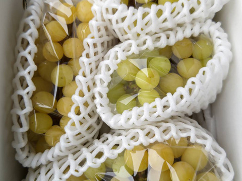 シャインマスカット 訳あり(約1kg)2~4房